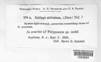 Ustilago utriculosa image